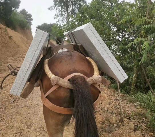 浙江深圳骡马运输队